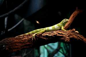 BANDED-IGUANE-02